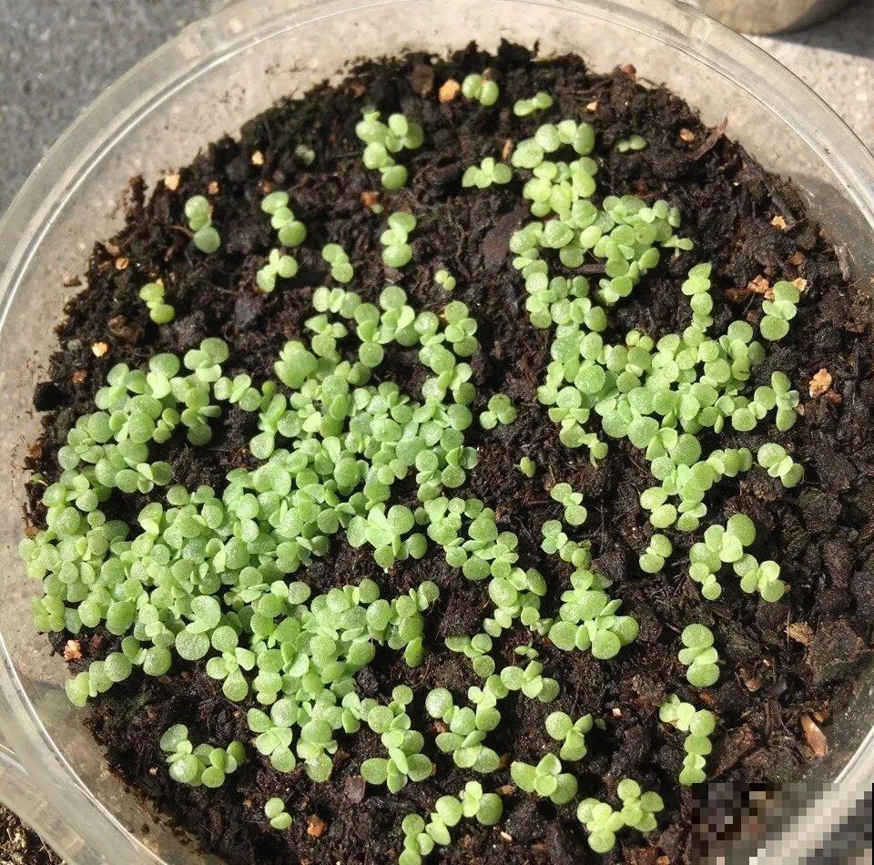 8种花不用扦插，开完花等1个月，一盆能生几十盆！