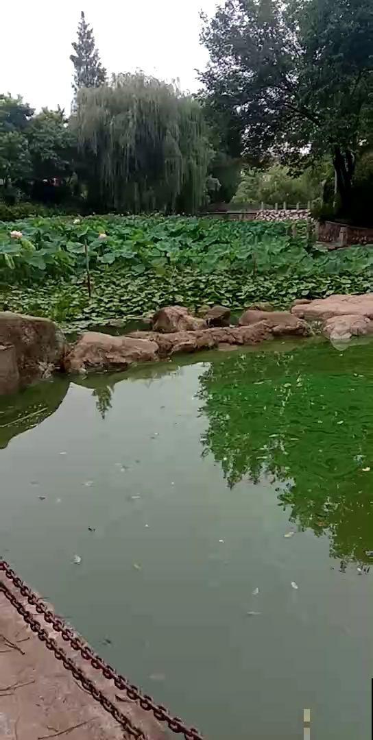养花浇水有讲究，几种外面舀的水，正是花最爱喝的！