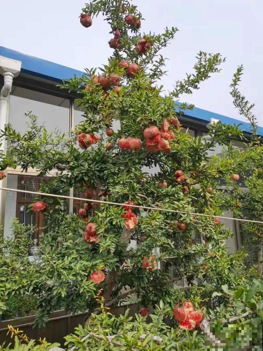 18种果树，最适合家养，风水好果子甜！