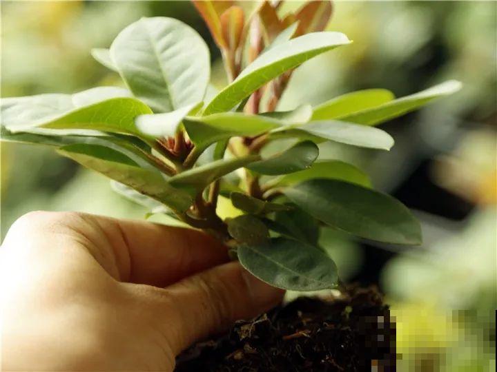 特名贵的杜鹃品种，开花比碗口还大，零下30℃冻不死！