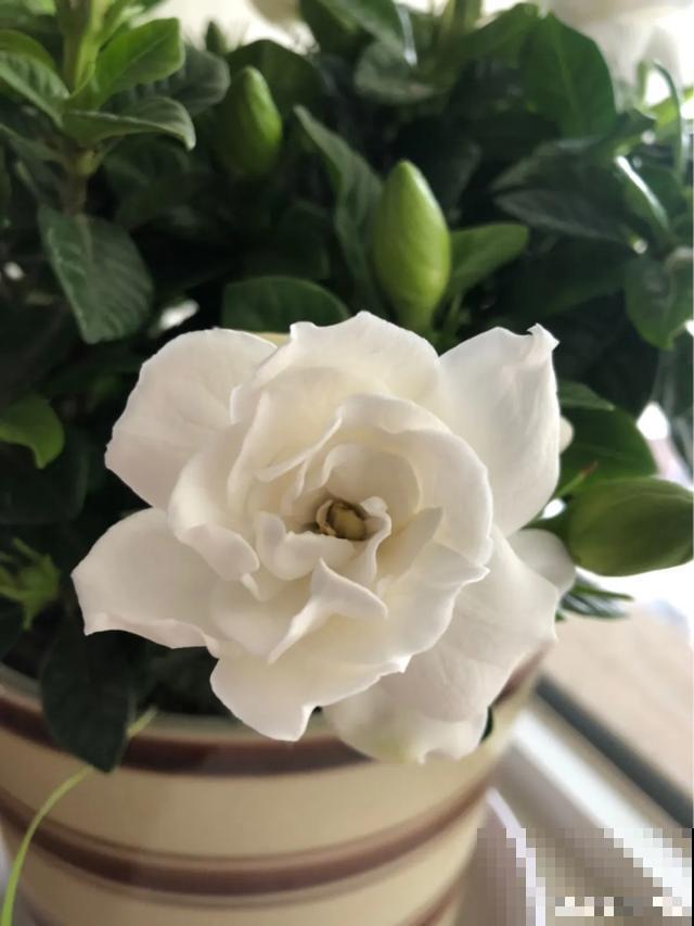 玉兰花真好吃，掐一把炒鸡蛋，竟然满嘴鸡肉味