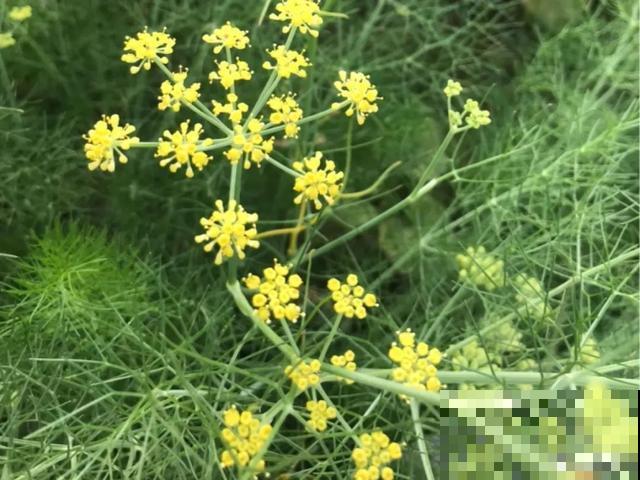 人养花，花也养人，9种花能治病，连医生也爱养！