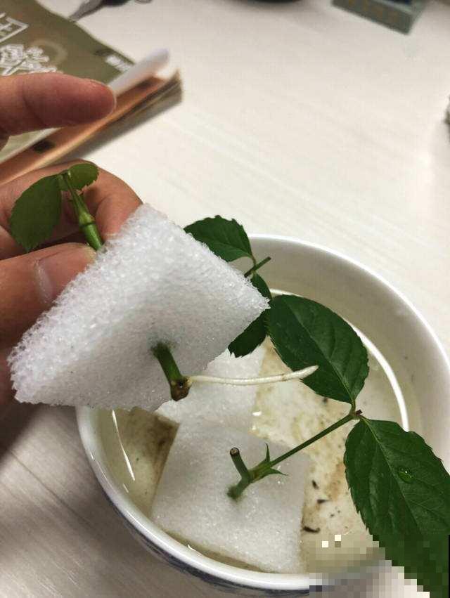 快递泡沫箱别扔，掰下一块来扦插，成活率更高！