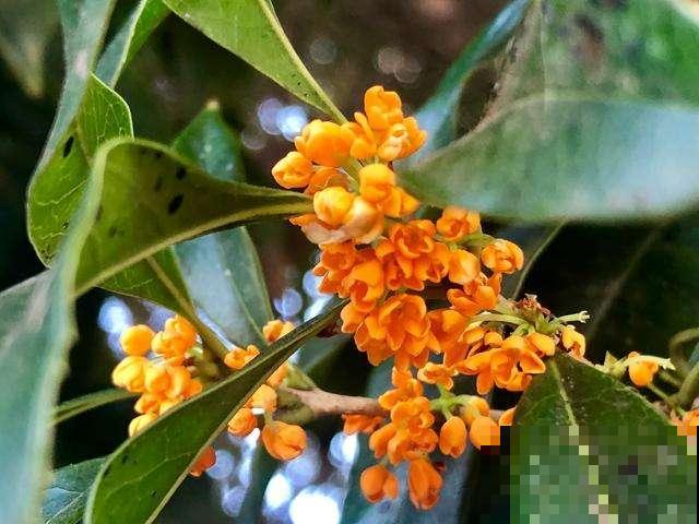 春天养桂花，现在注意3个方面，等到初秋开花才会多