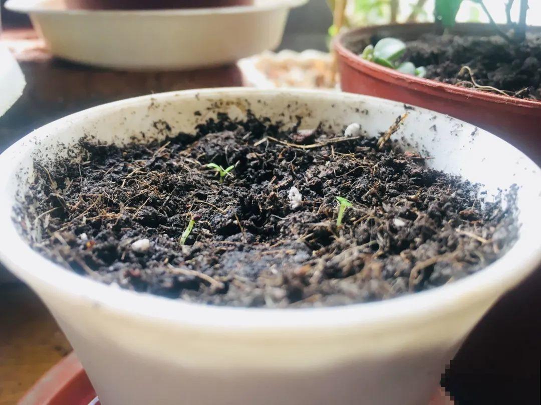 8种花不用扦插，开完花等1个月，一盆能生几十盆！