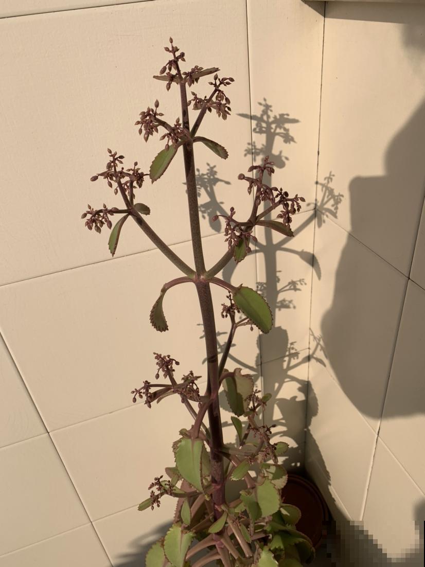 野外挖了一棵漂亮植物，一年繁殖上百盆，亲戚朋友都分遍了！
