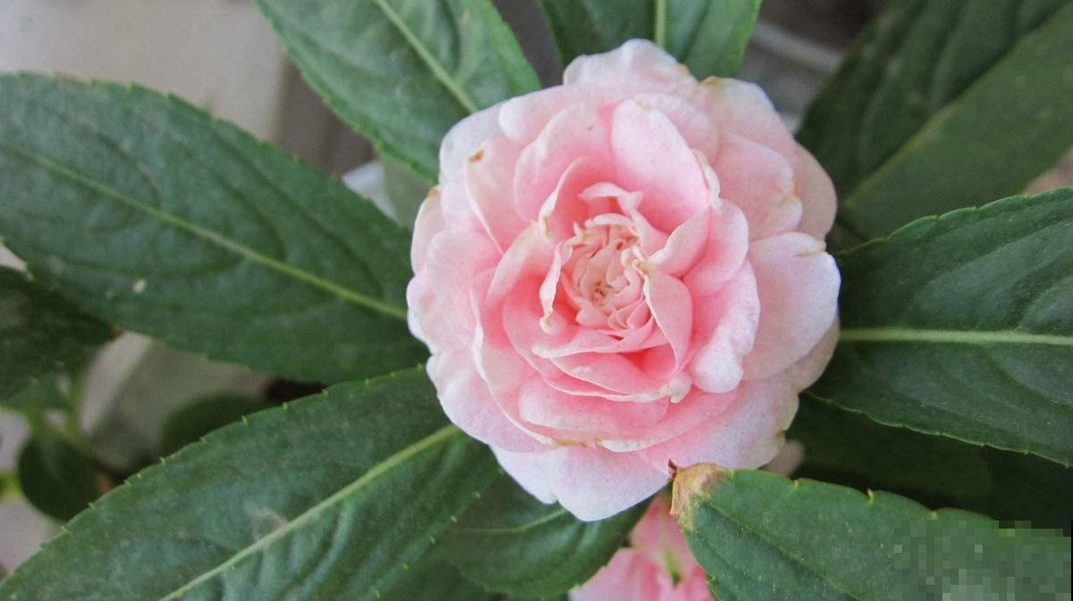 茶花和凤仙杂交，开出的花你见过吗？太美了！