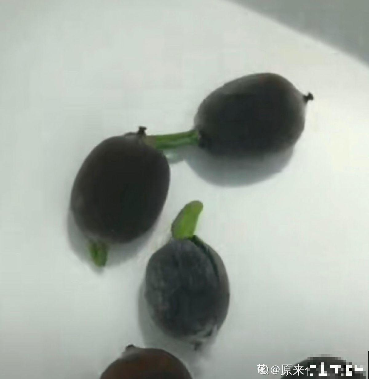 立夏后种一缸碗莲，清凉舒爽，惊艳整个夏天！