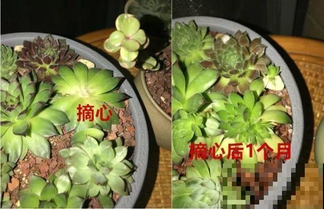 多肉懒得不长个？狠心掐掉这里，呼呼冒出一堆新芽！