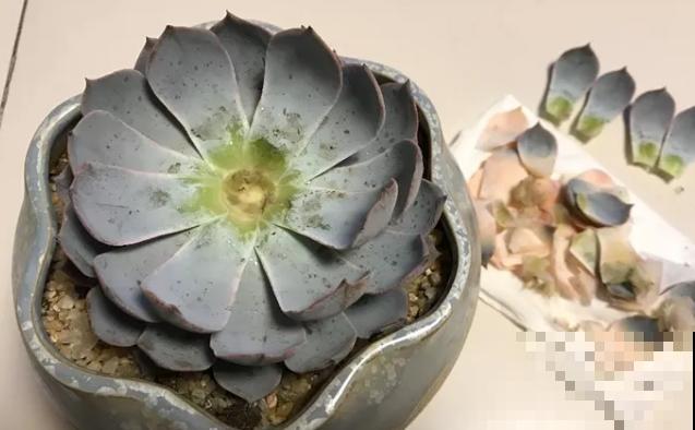 花市看到这种多肉，扭头就走，不要花钱买！