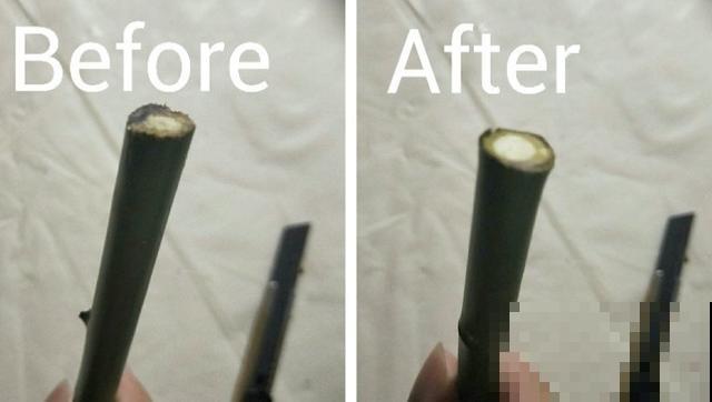 普通的月季苗，他养2年，变成一棵大花树，咋做到的？