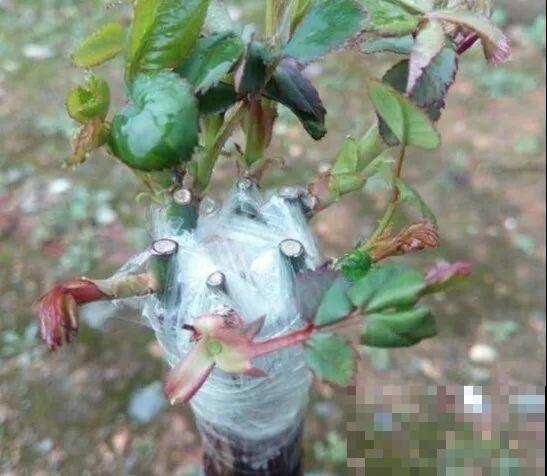 月季大花树，自己也能造，成品老桩上千块！