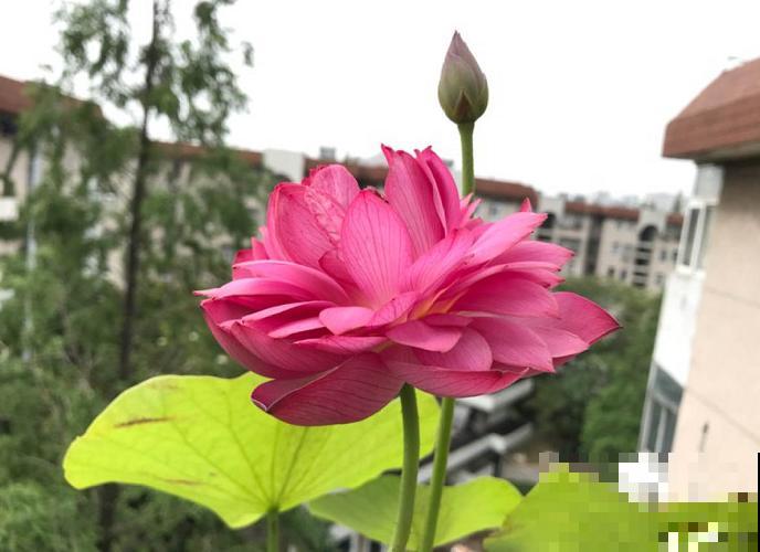 家里没空间，就不要养这种碗莲，根本长不开！