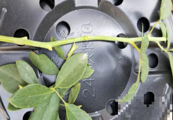 月季剪根枝条，绑在光杆子上，2年长成棒棒糖！