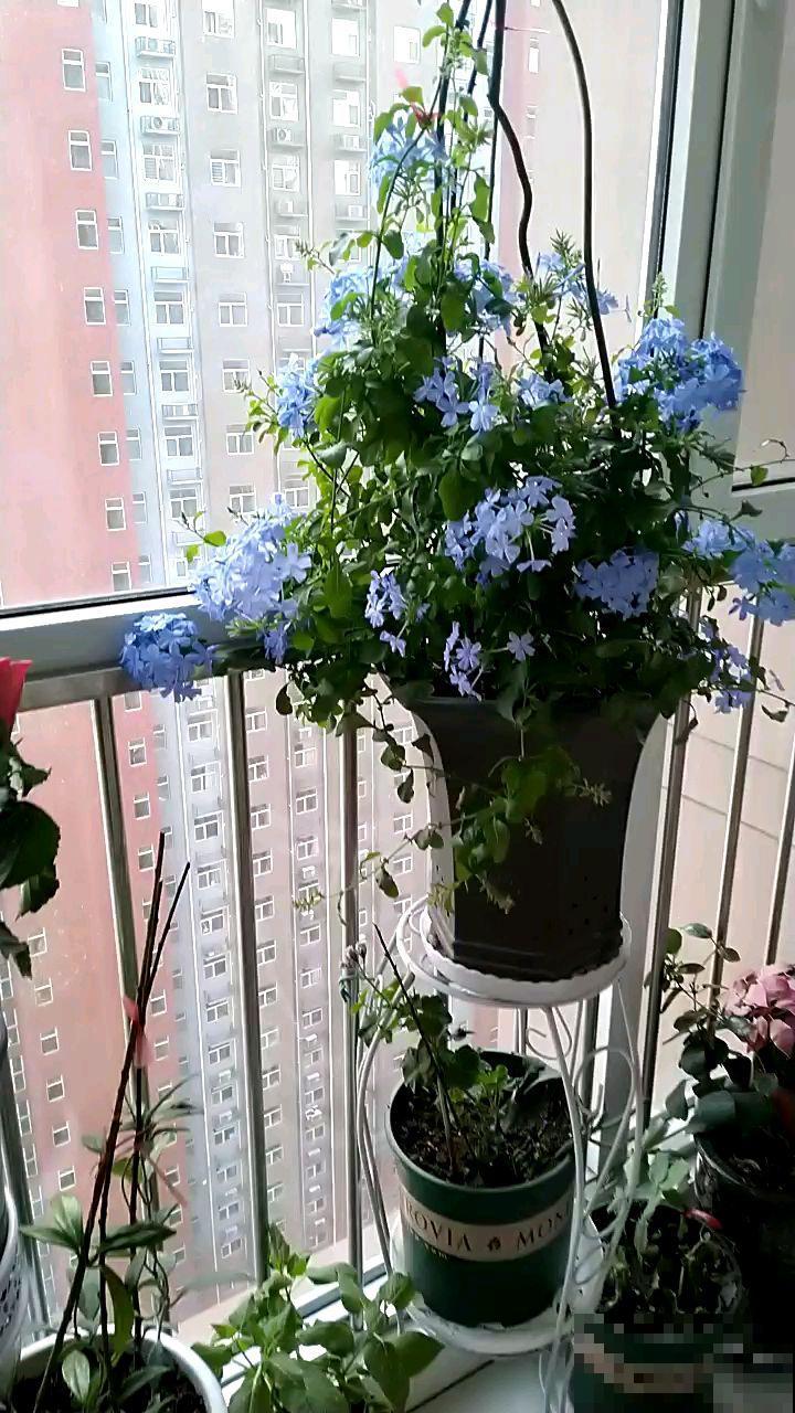 蓝雪花清透纯净，蓝得让人心醉，养护到位能赏好久！