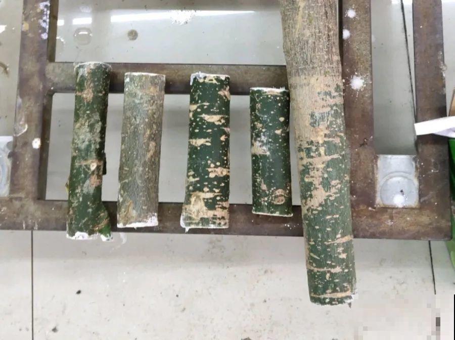 15种花超好活，掰个叉丢水里，自己发芽开出花！