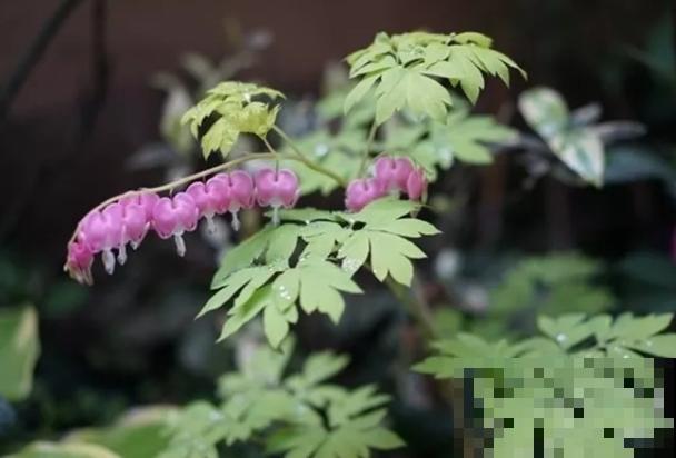 你的生日，对应的是哪种花，都进来看看吧！（下）