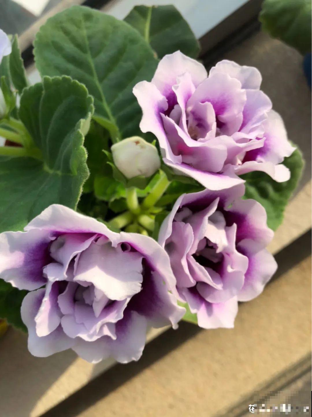 不是所有花都能喷水，这6种花要注意，喷水太多容易烂叶