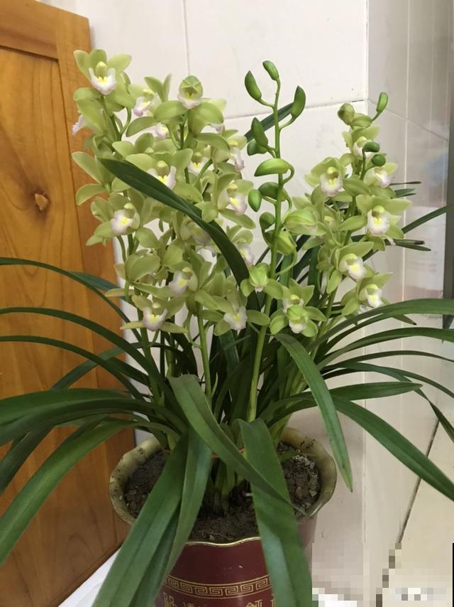 8种超难养的花，买一盆死一盆，真伤心！