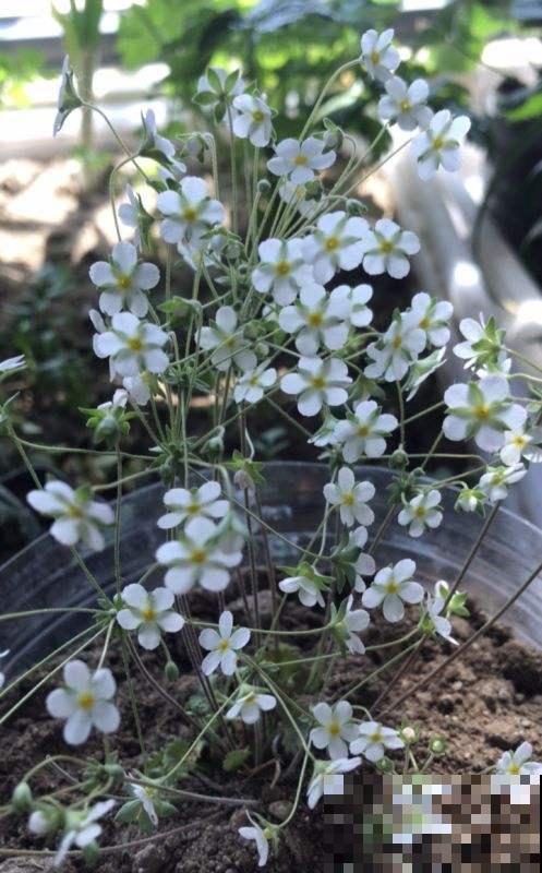 路边的野花不能采？这么美的天星花，错过后悔一整年！