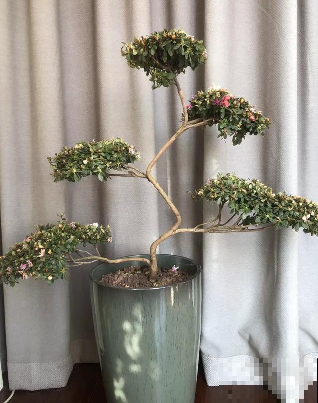 家里养盆虎皮兰，小花盆、挤着养，疯狂开花爆小崽！