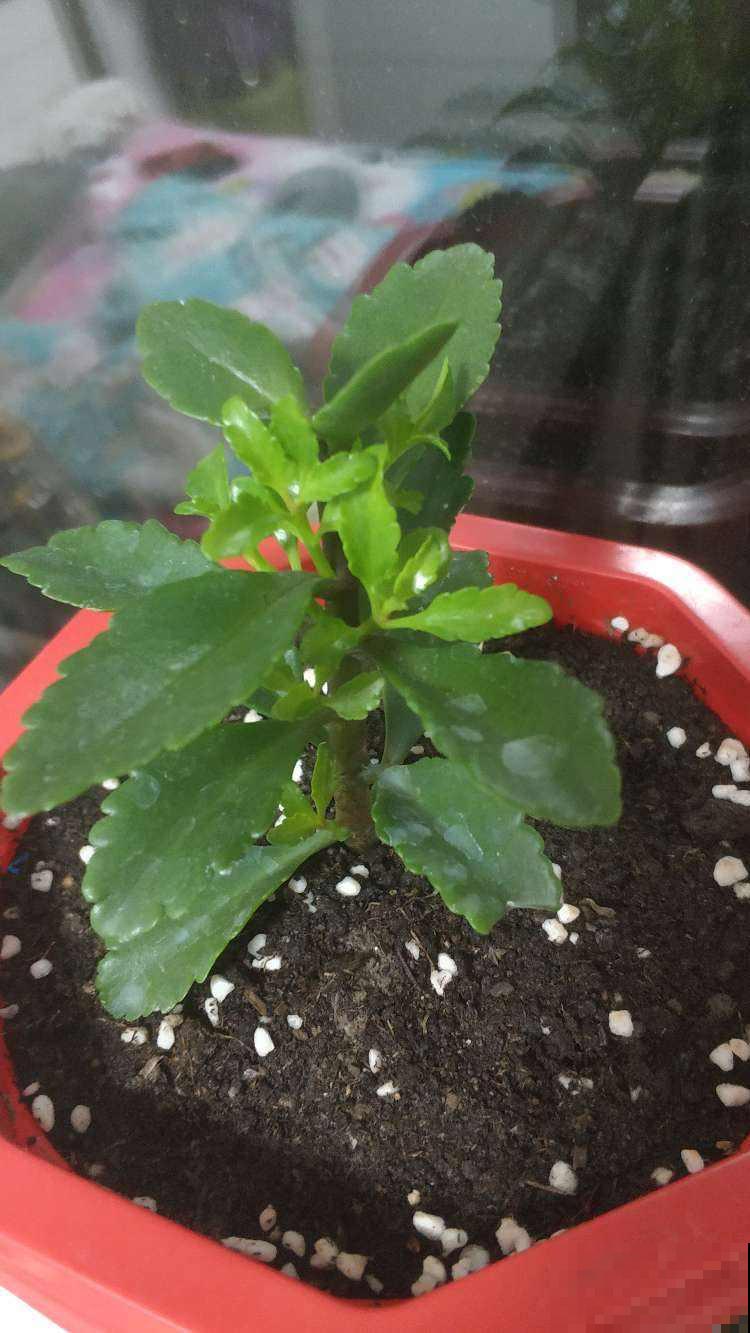 种花只长叶不开花，狠心剪一剪，呼呼长爆盆