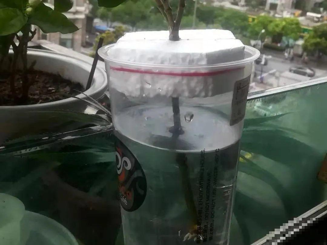 20种常见花，扦插方法大全，不用再花钱买了！