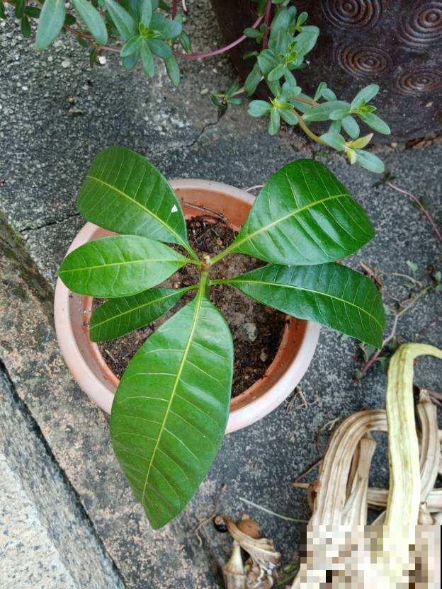 芒果这么种才长得快，随手一剪，就能种出小森林！