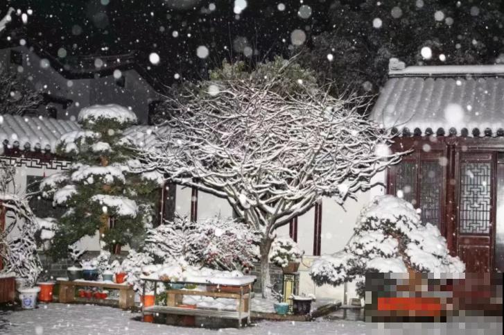 她家院子美得像仙境，海棠梅花开满树，满地都落花瓣雨！