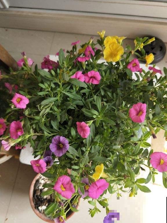 4种适合养在阳台上的花，太阳一晒，花开满盆