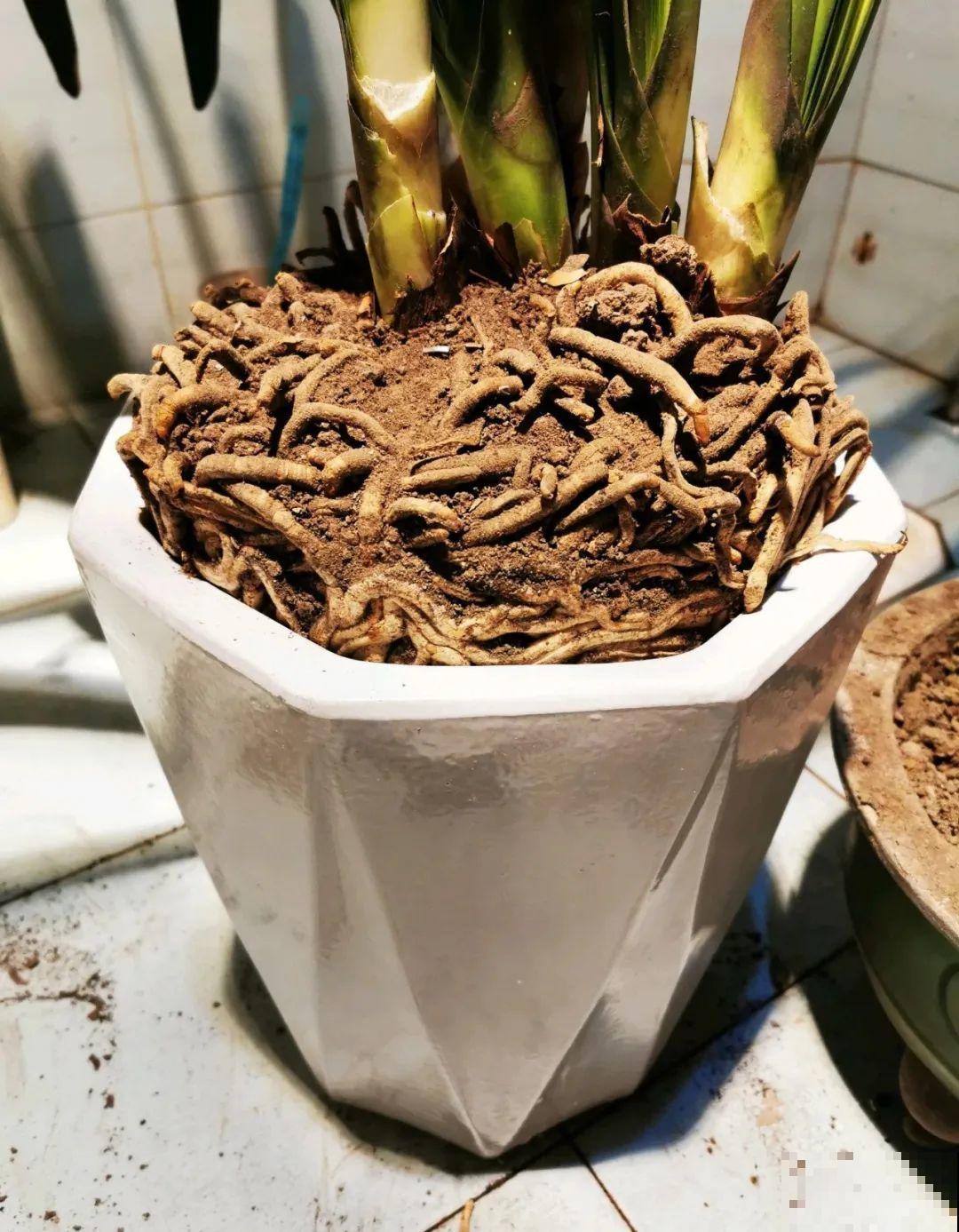 换盆的最佳时机到了，换完花儿就疯长，错过会后悔！