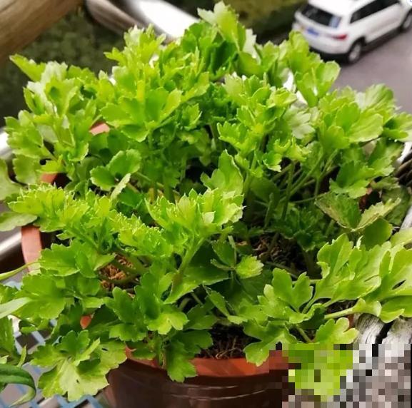 有种“芹菜花”，开花跟牡丹似的，花朵丰满又艳丽！