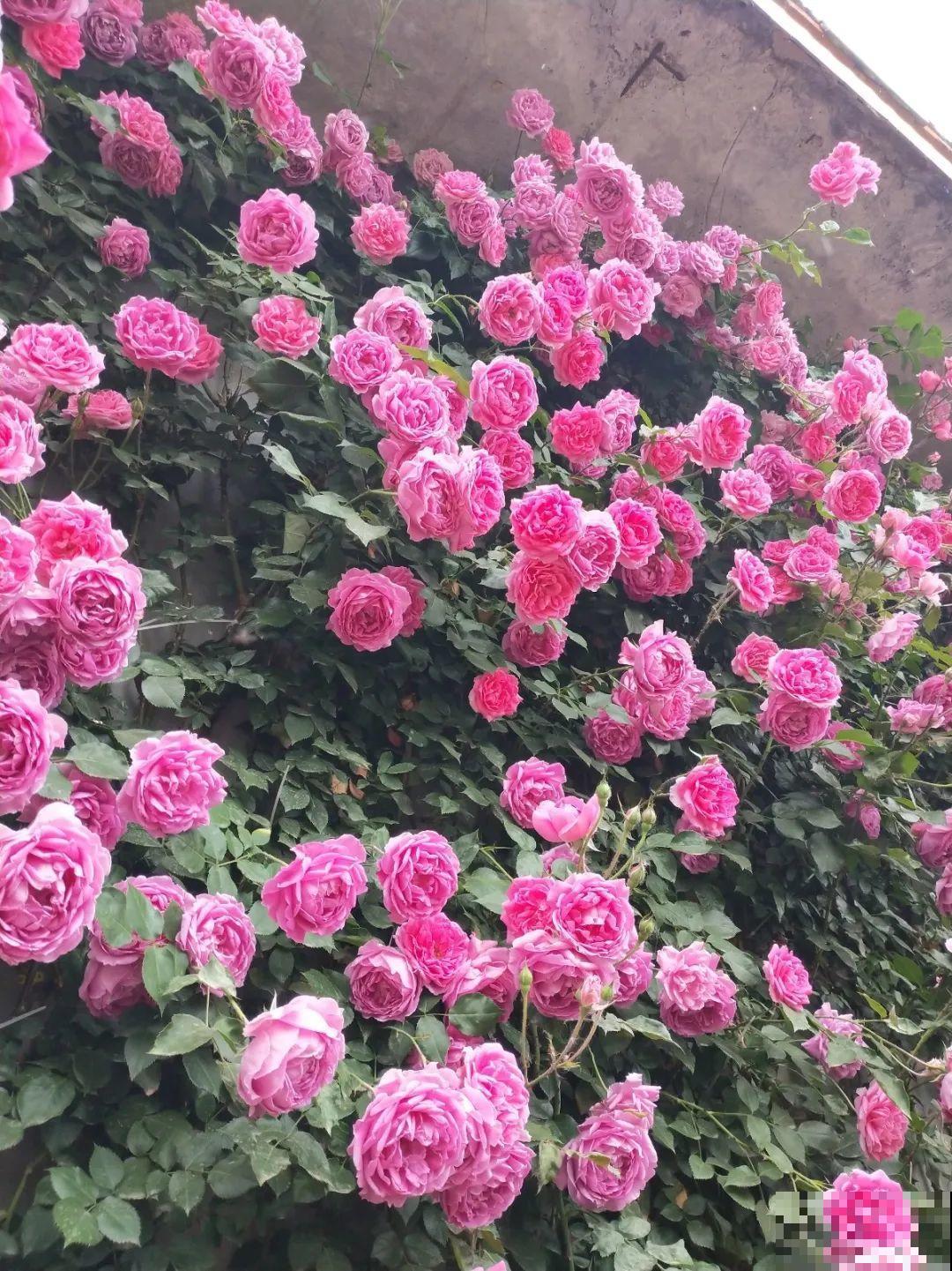 7种花要慎养，房前屋后都爬满，邻居有意见！