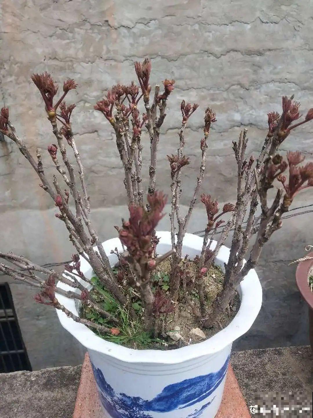 3种花春天别买了，养不活还浪费钱，简直好心疼！