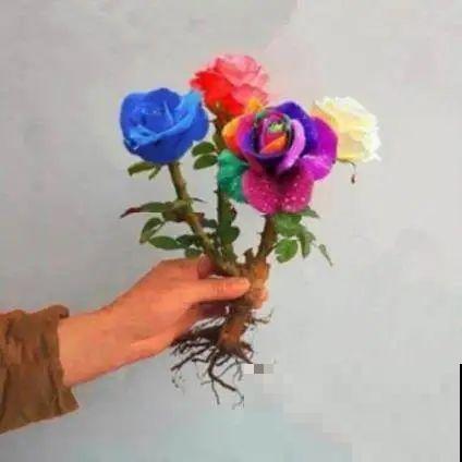 春天买花要注意，6种花千万别买，都是骗人的！
