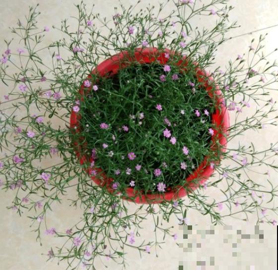 最难养的小草花，就得剃头虐一虐，才能开成大花球！