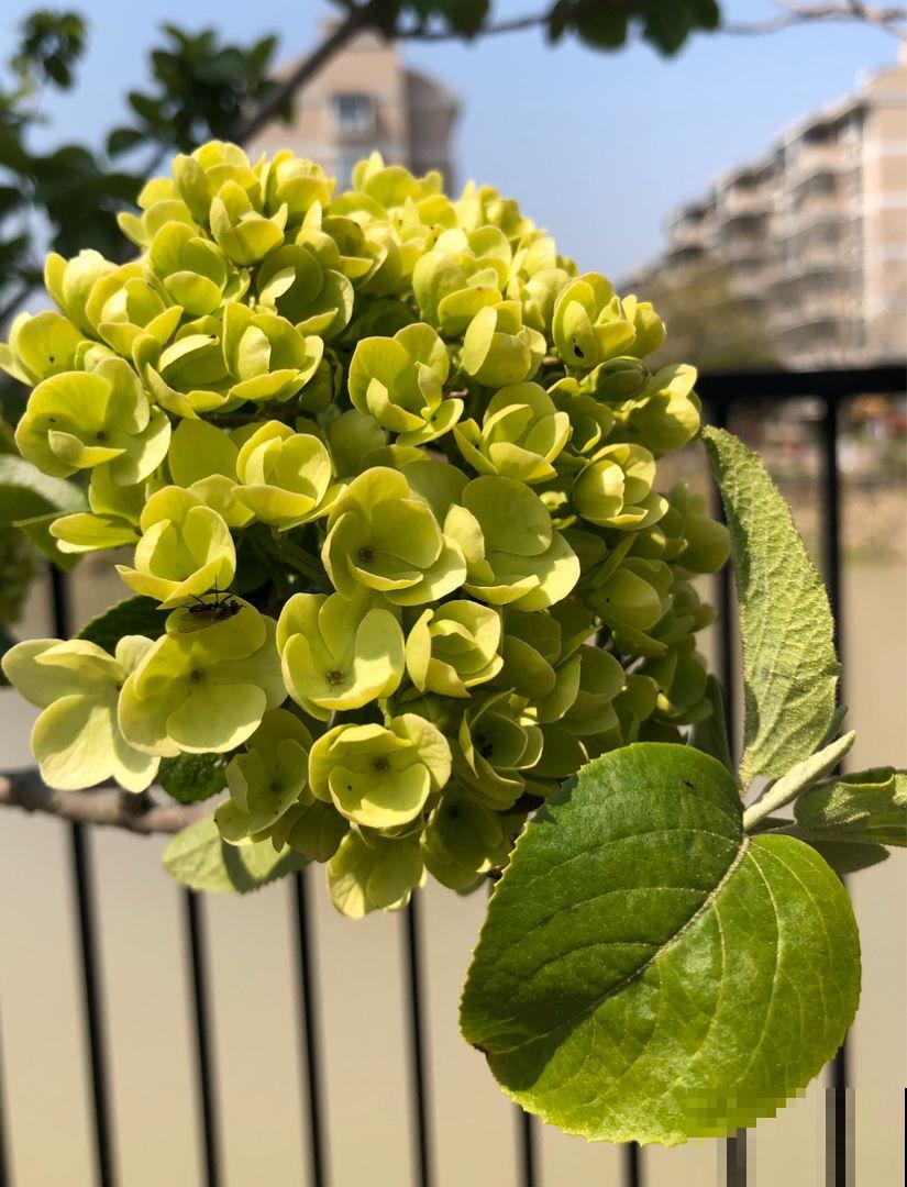 花店买花太贵了，这4种花，掐个枝在家就能养