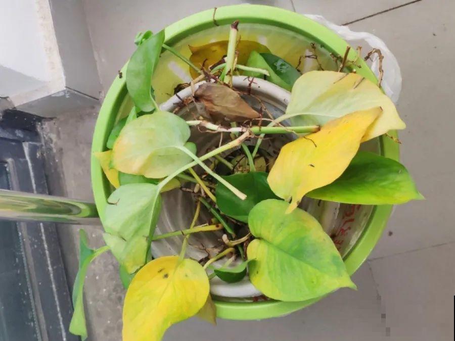 10种花，春天不能晒，躲屋里最安全！