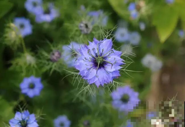 它是铁线莲的姐妹花，夏天能长1米高，花瓣几乎是透明的！
