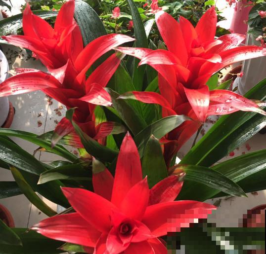 4种“一次性花”，个个都很便宜，开完就能扔了！