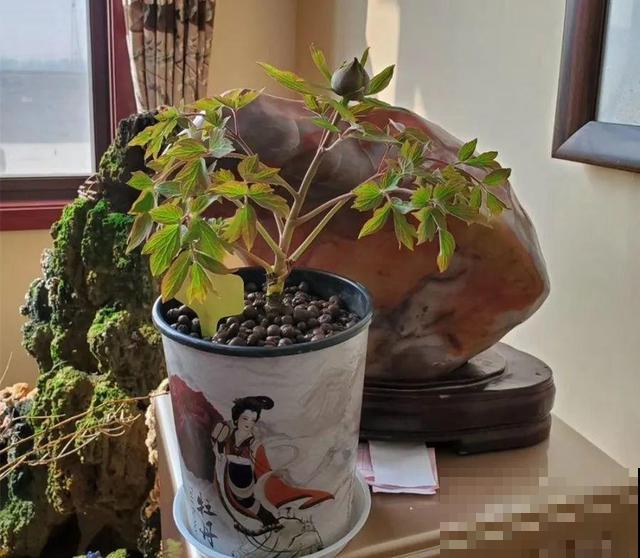 春天最大气的花，开出第一朵，就惊艳全场！