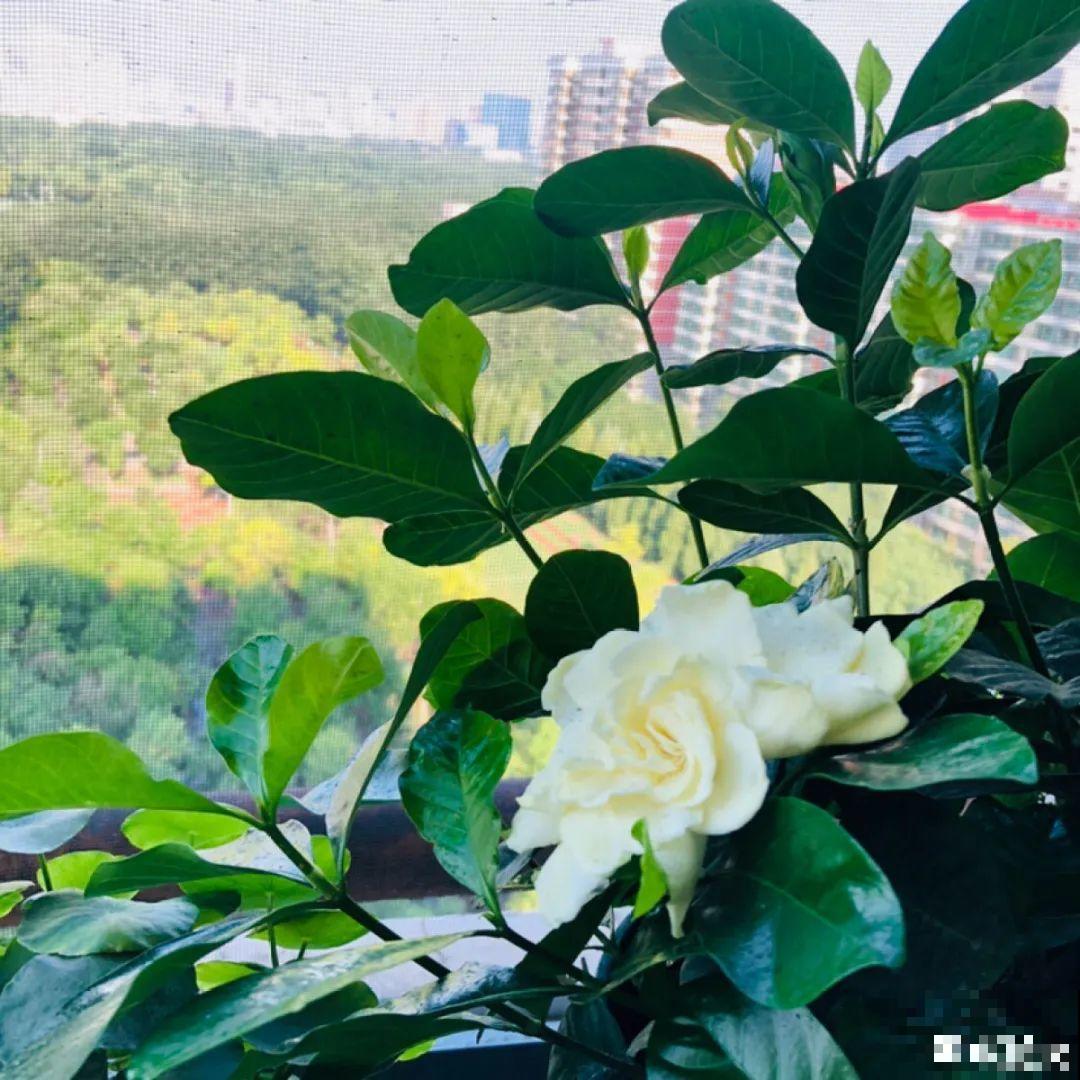 ！爱爬墙的20种花，嗖嗖爬满整面墙，看着心情就好