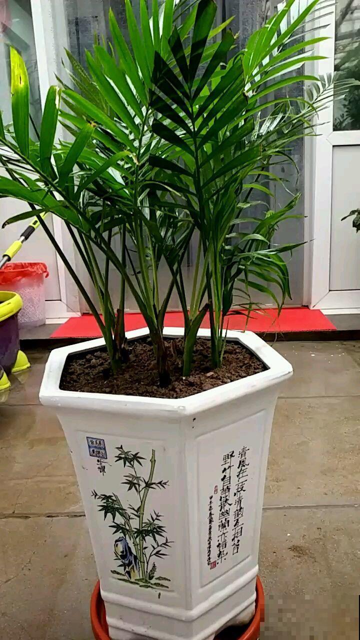 最坚挺的植物就属散尾葵，一年四季不黄叶，给点水就绿得晃眼！