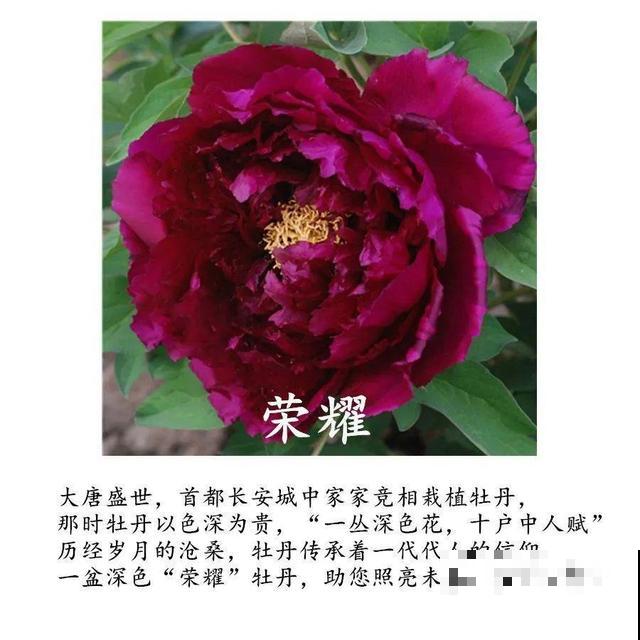春天最大气的花，开出第一朵，就惊艳全场！