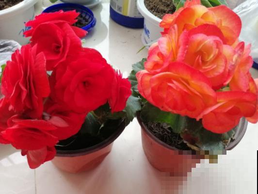 一种花公认最难养，却非常受欢迎，年年养死年年买！