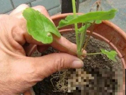 20种常见花，扦插方法大全，不用再花钱买了！