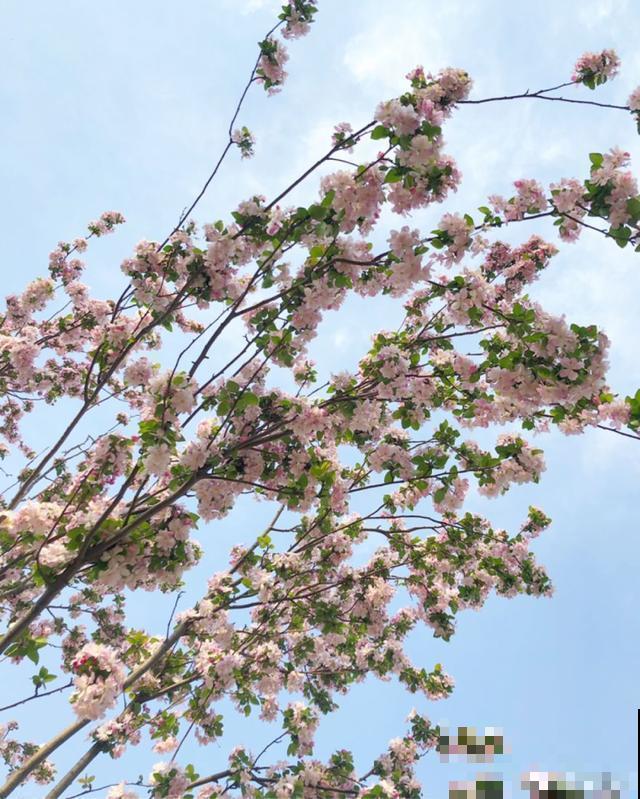阳春三月，出门踏青，原来有这么多漂亮花！