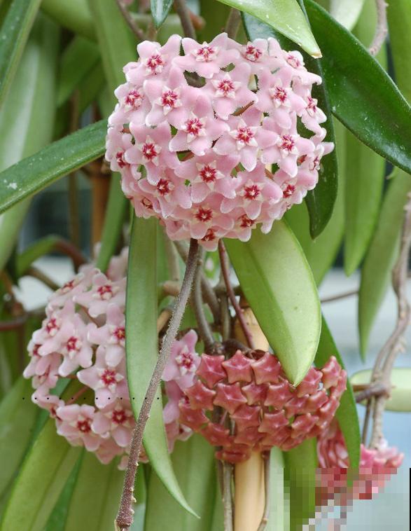 7种花要慎养，房前屋后都爬满，邻居有意见！