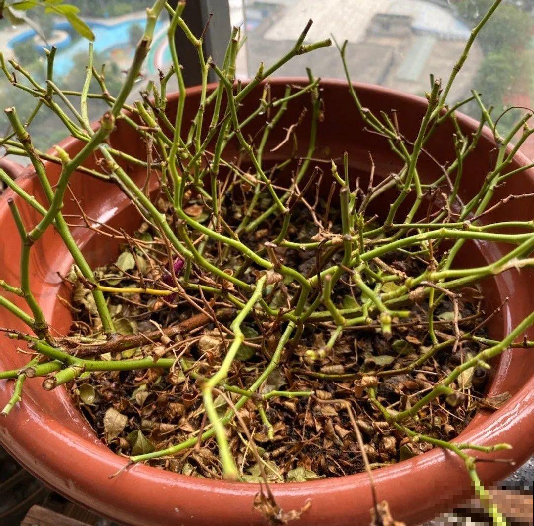 10种花，最怕换盆，换完活不过3天！
