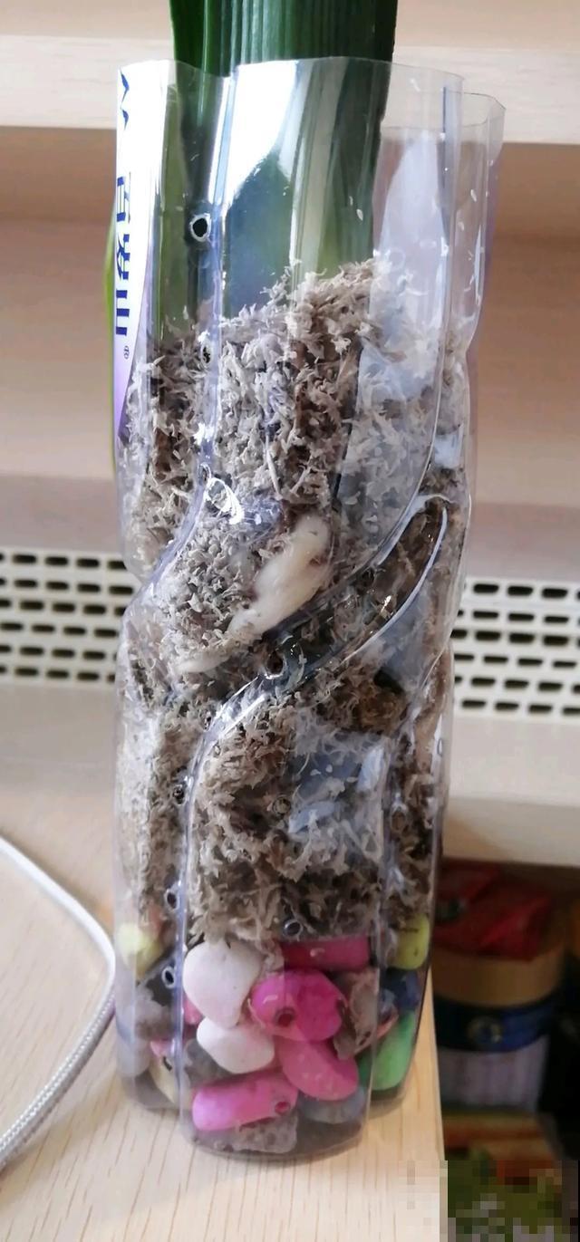 花烂根了别丢，塑料袋里捂一捂，大白根立马蹭蹭冒！